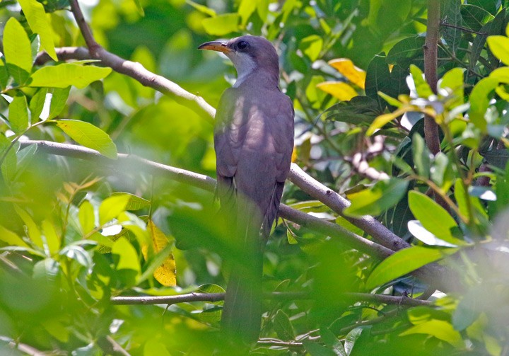 Yellow-billed Cuckoo - Kris Petersen