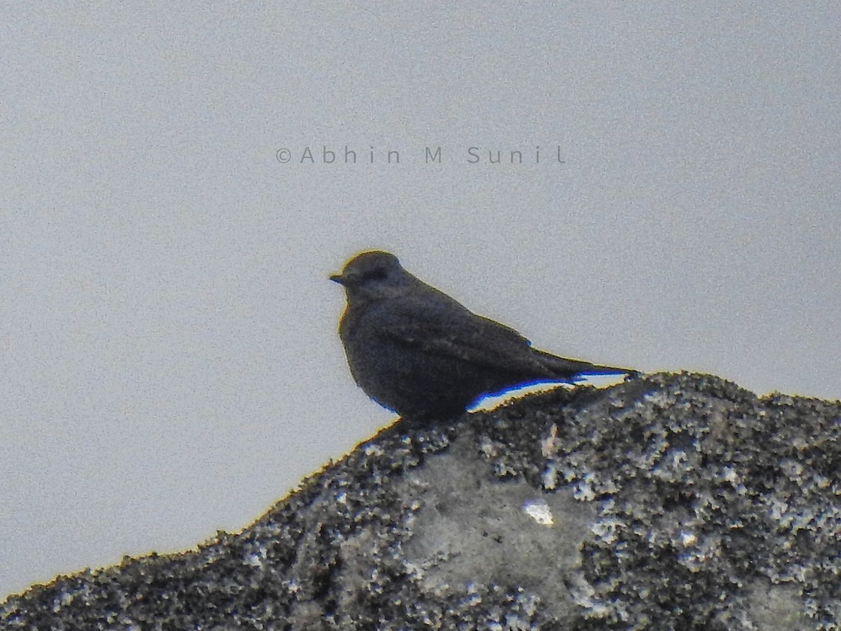 Blue Rock-Thrush - Abhin M Sunil