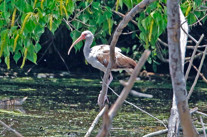 White Ibis - Kris Petersen