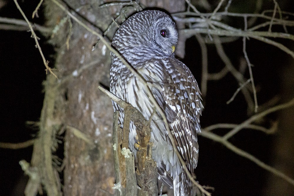 Barred Owl - ML290628661