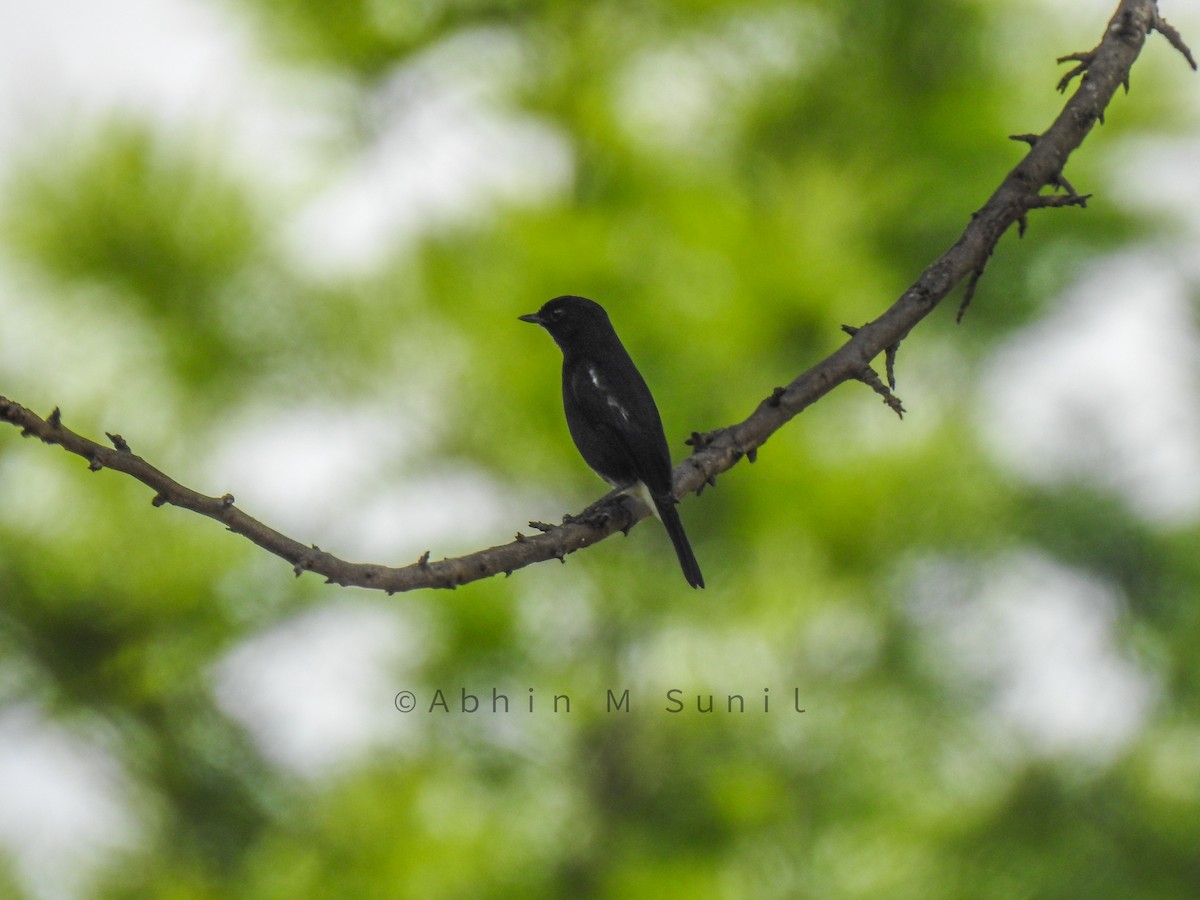 Pied Bushchat - ML290628971