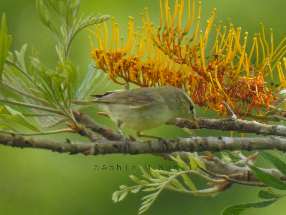 Greenish Warbler - Abhin M Sunil