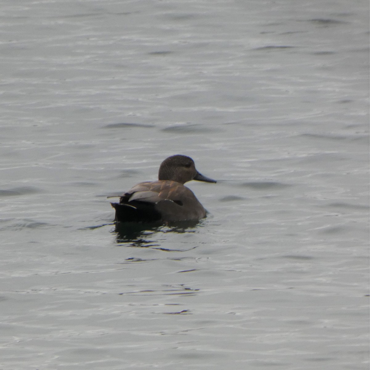 Gadwall - Frederik Albrecht