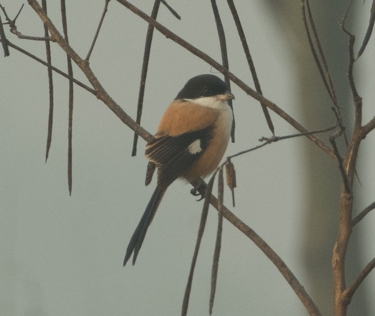 Long-tailed Shrike - ML290630311