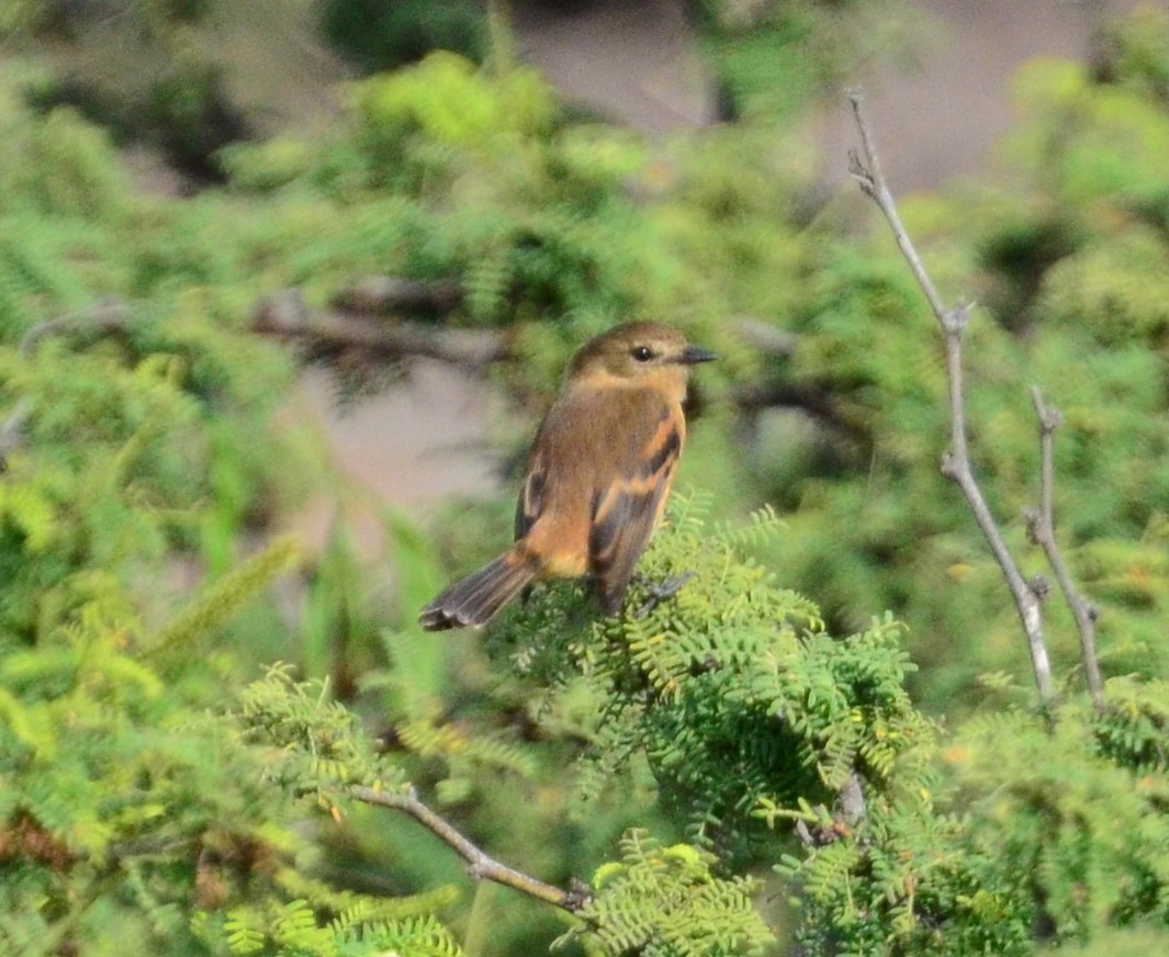 Rufescent Flycatcher - ML290630351