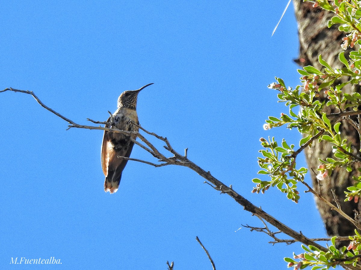 Colibri à flancs blancs - ML290631371