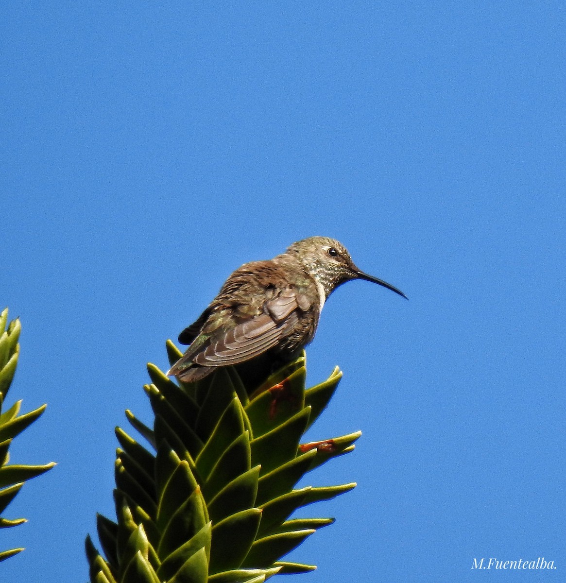 Colibri à flancs blancs - ML290631411