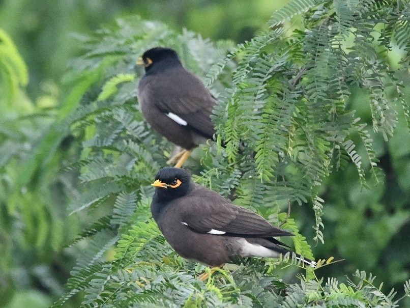 Common Myna - ML290631541