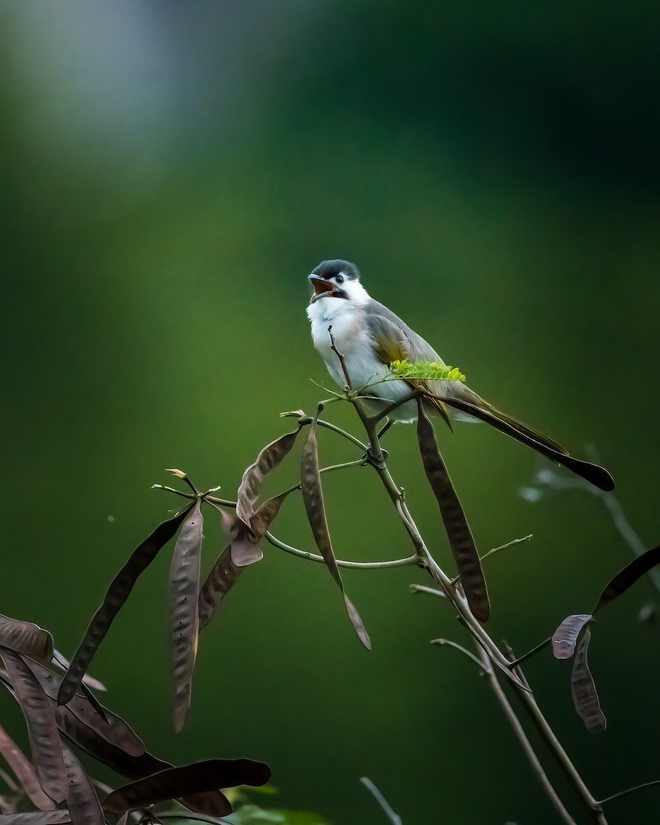 Styan's Bulbul - ML290631911