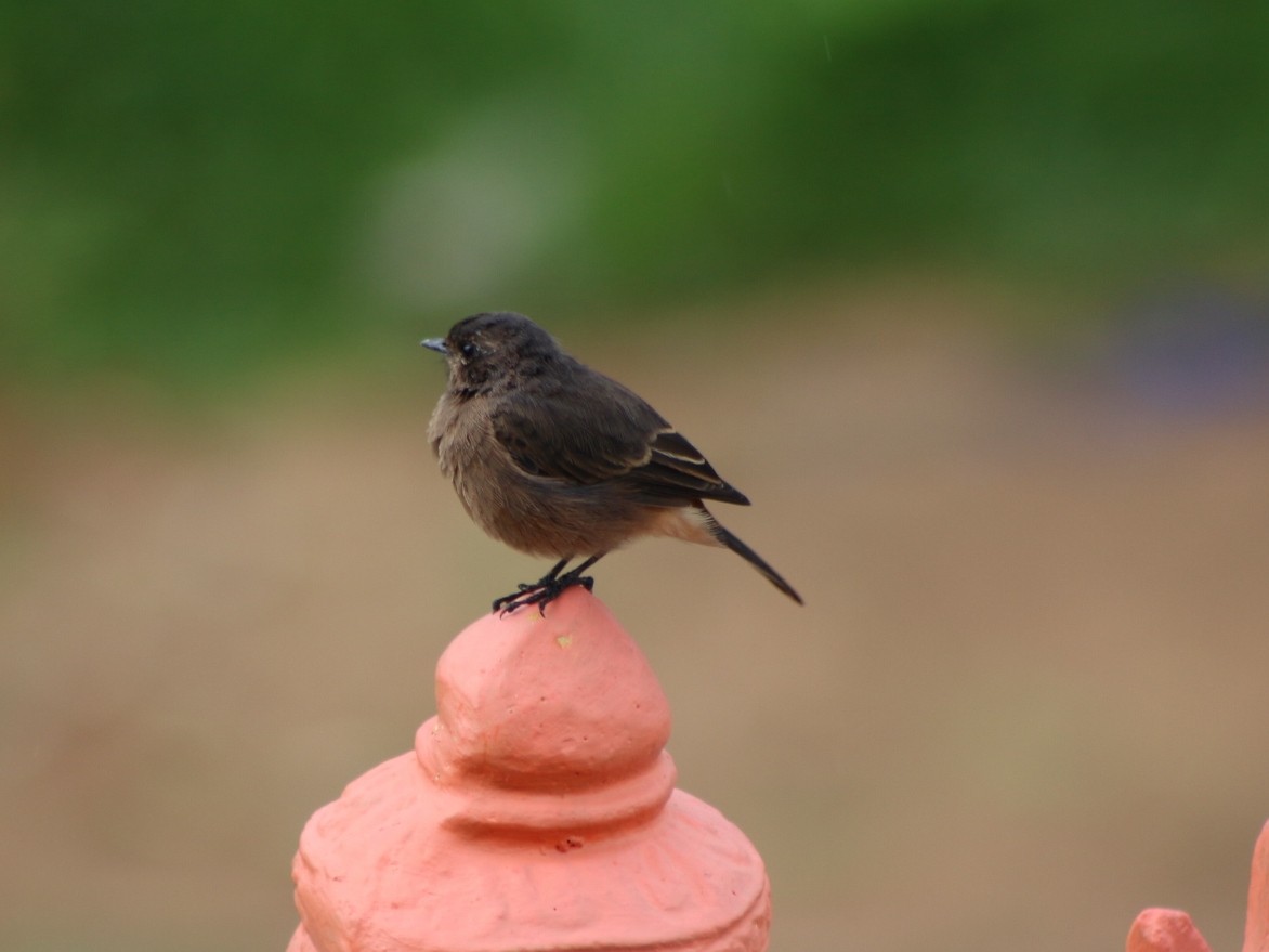 Pied Bushchat - ML290633711