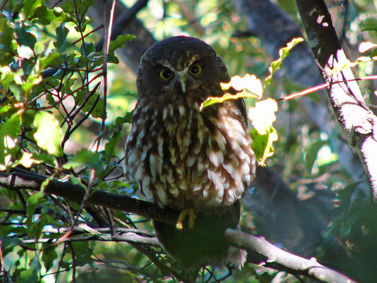 Morepork - ML290633871