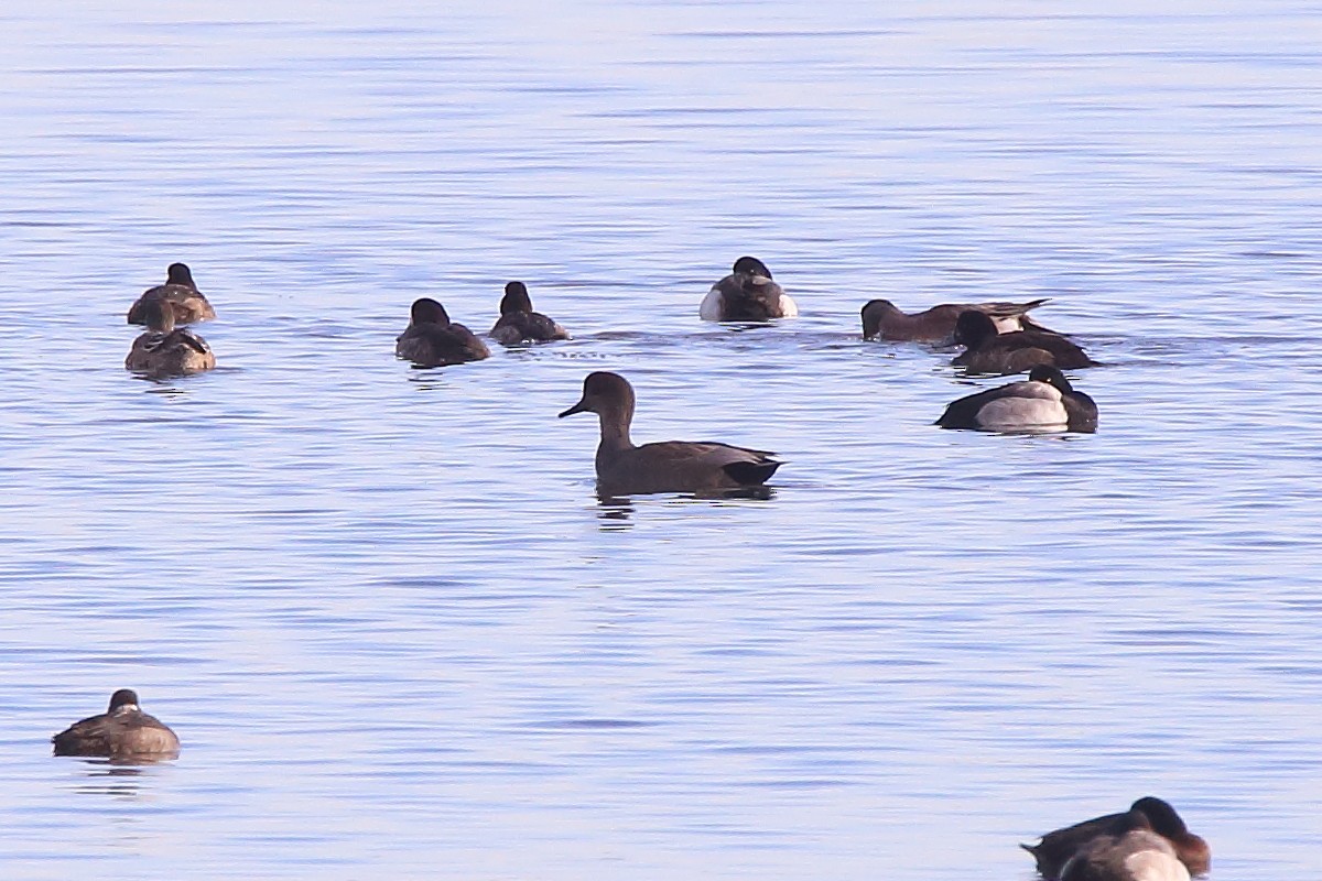 Gadwall - ML290633891