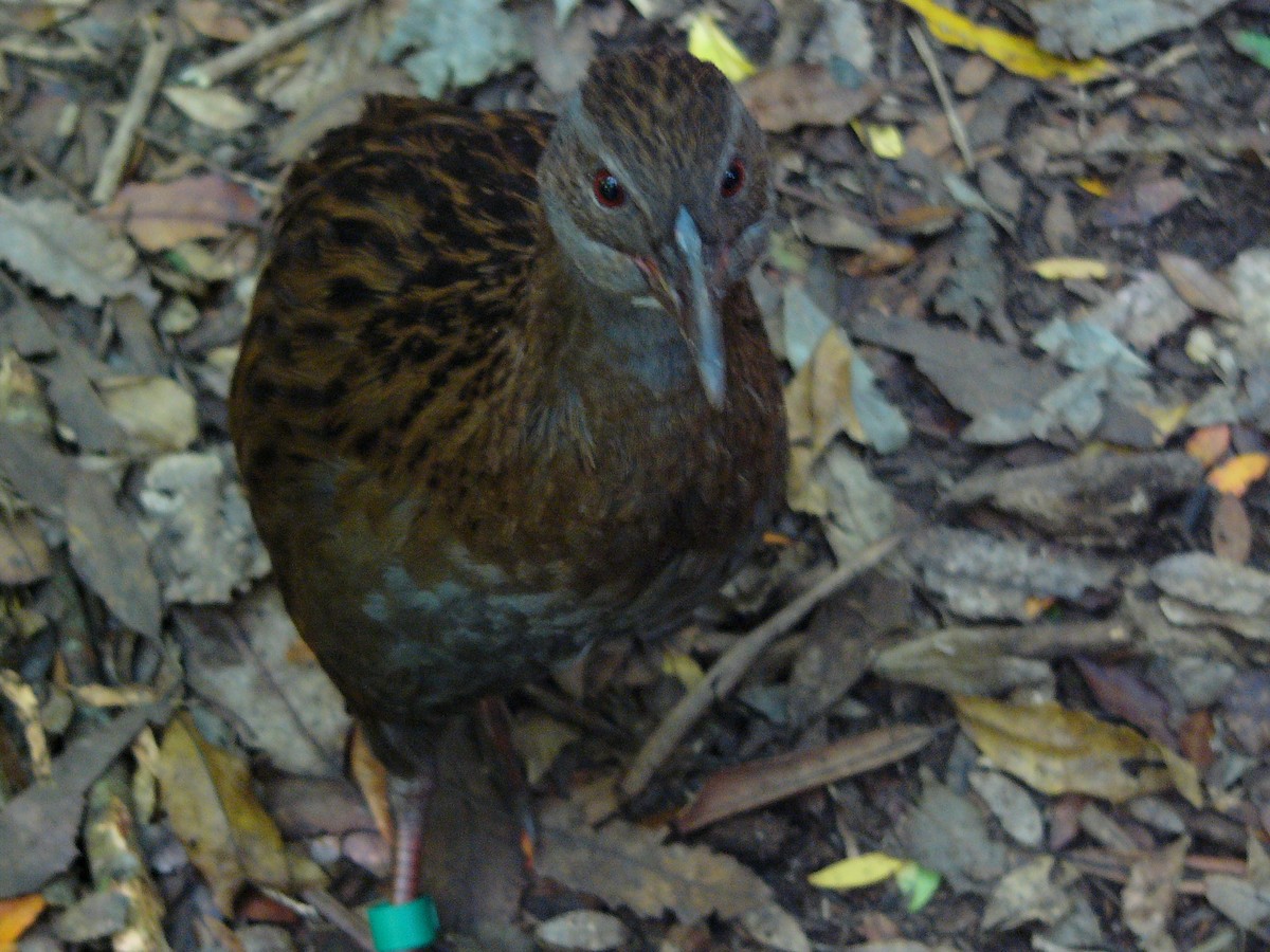 Rascón Weka - ML290633901