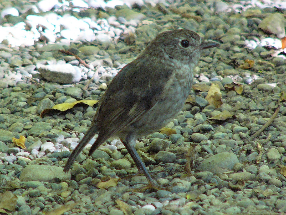 North Island Robin - Gerd Schön