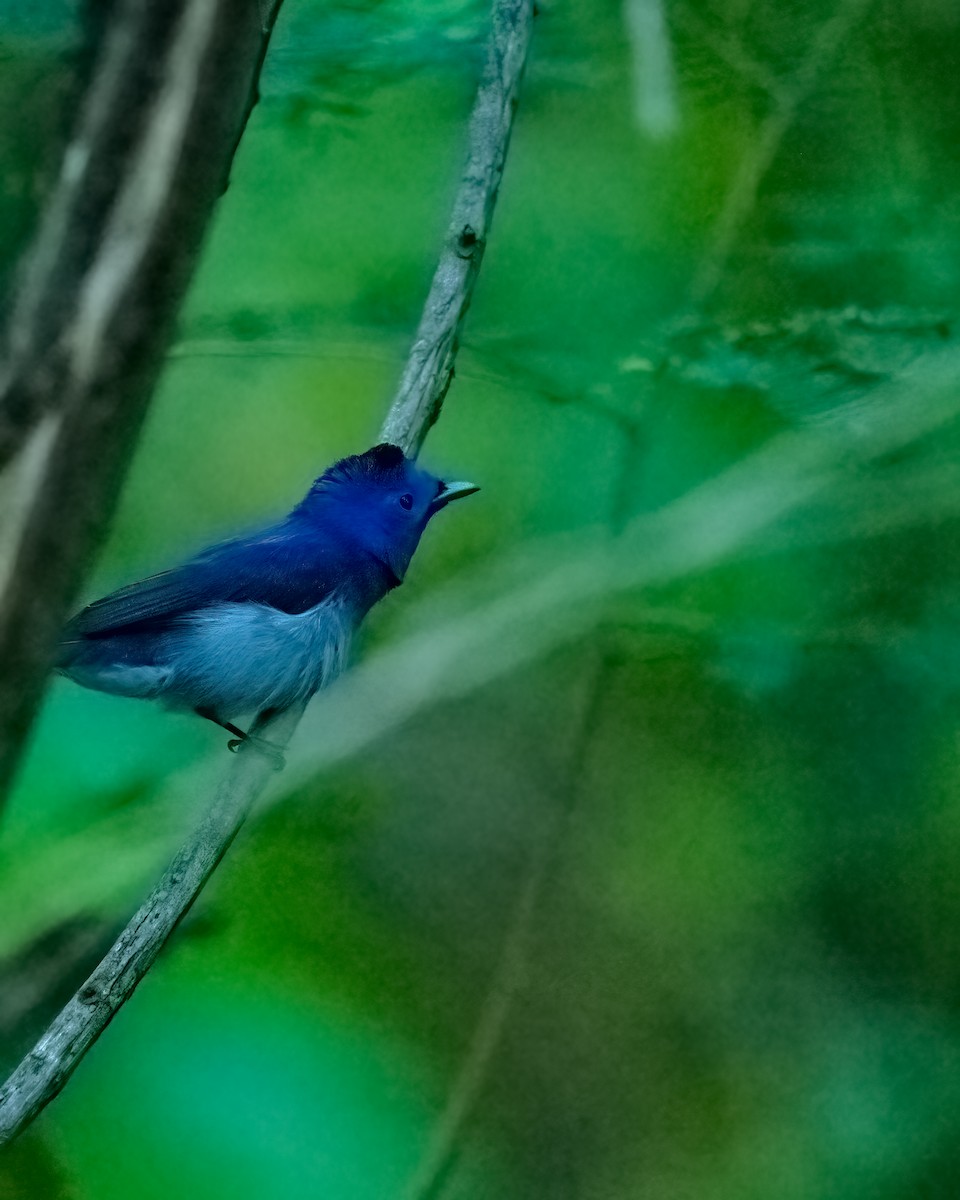 Black-naped Monarch - ML290634261