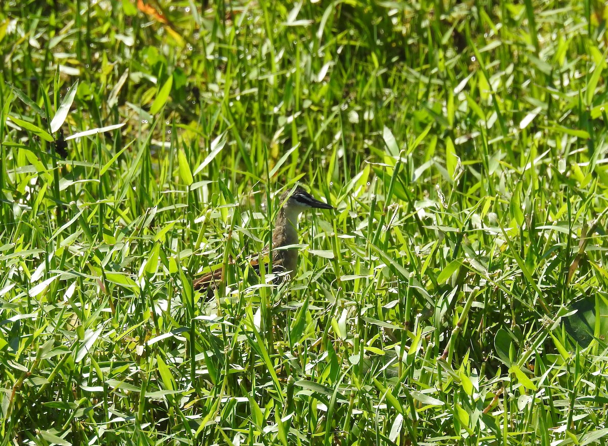 Yellow-breasted Crake - ML290634531