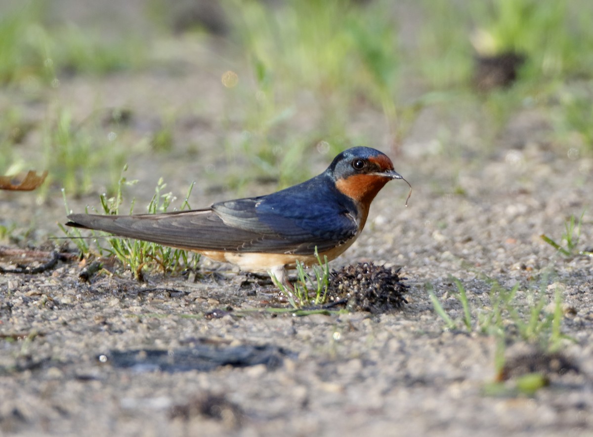 Barn Swallow - ML29063491