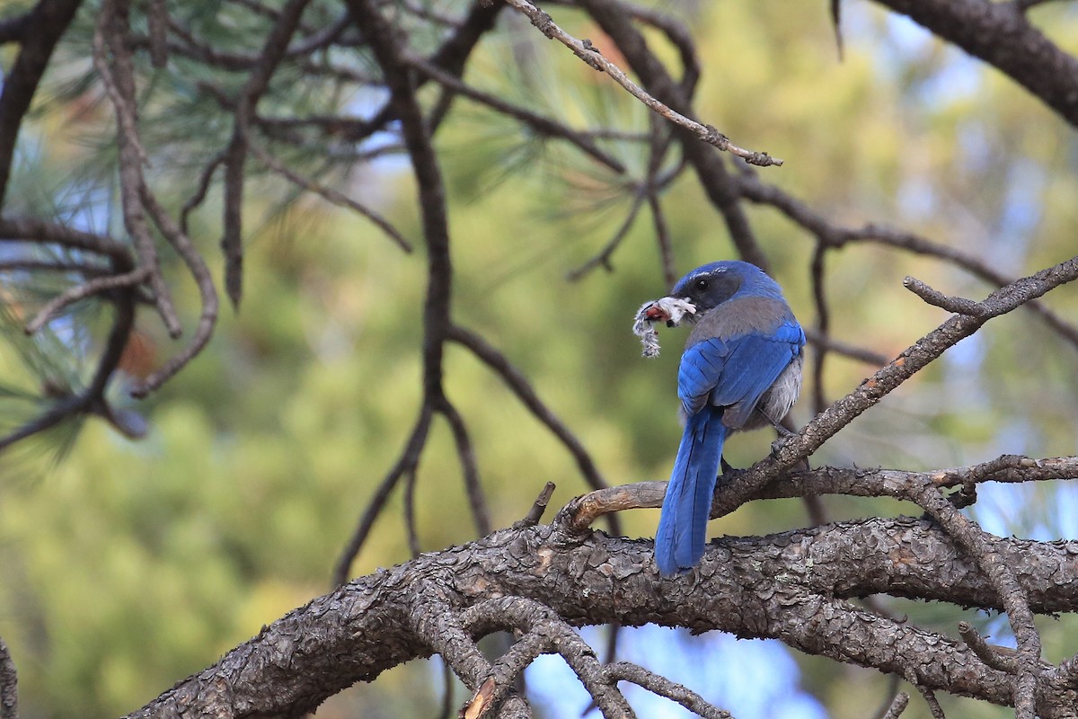 Woodhouse's Scrub-Jay (Woodhouse's) - Tim Lenz