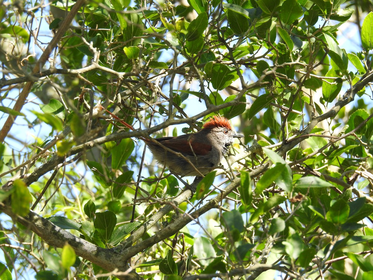 Sooty-fronted Spinetail - ML290635701