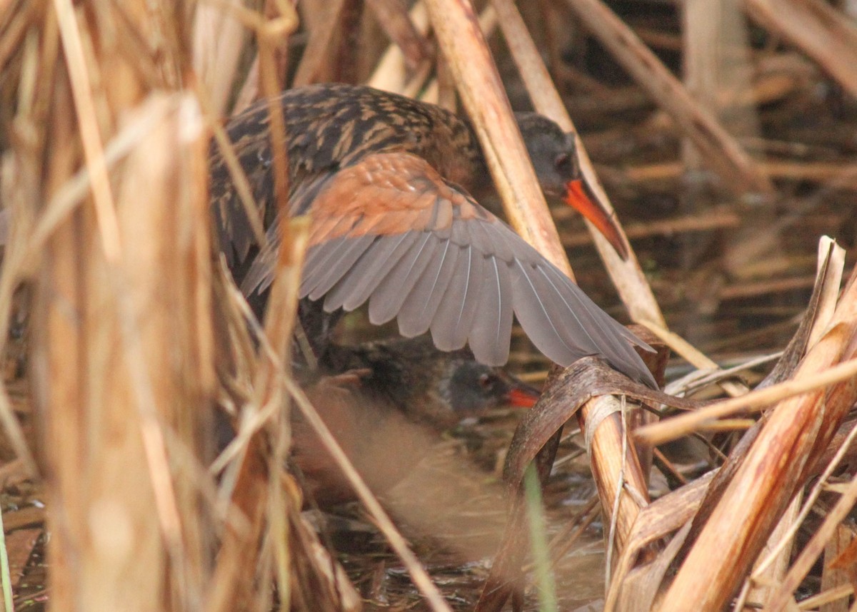 Virginia Rail - ML290636301