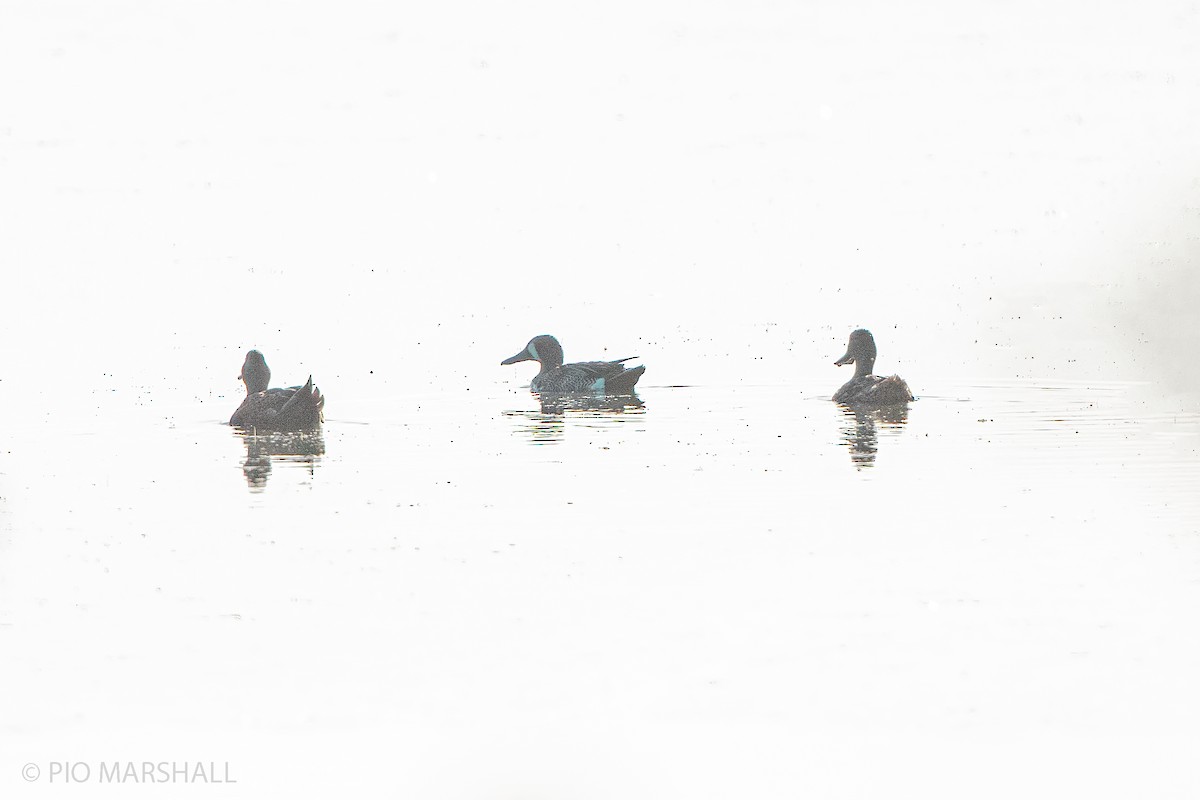 Blue-winged Teal - ML290637451