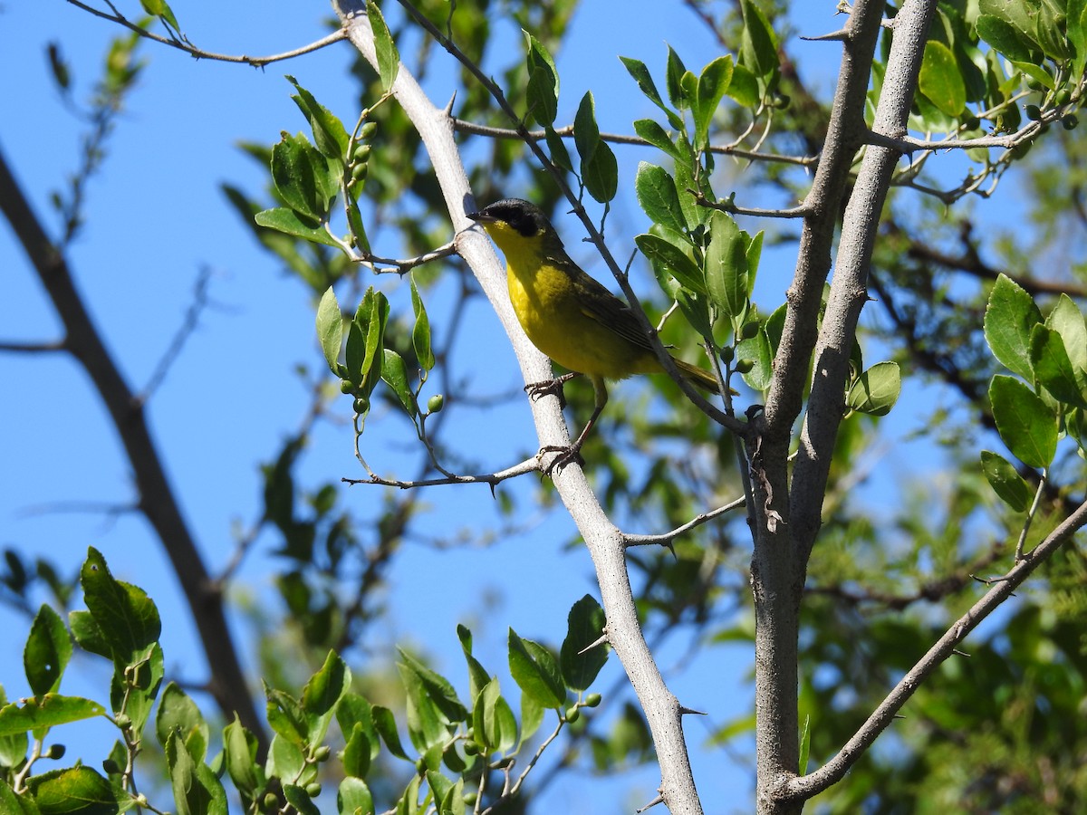 Southern Yellowthroat - ML290638271