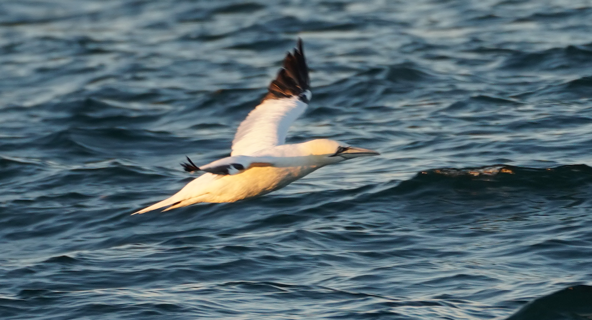 Northern Gannet - ML290638801