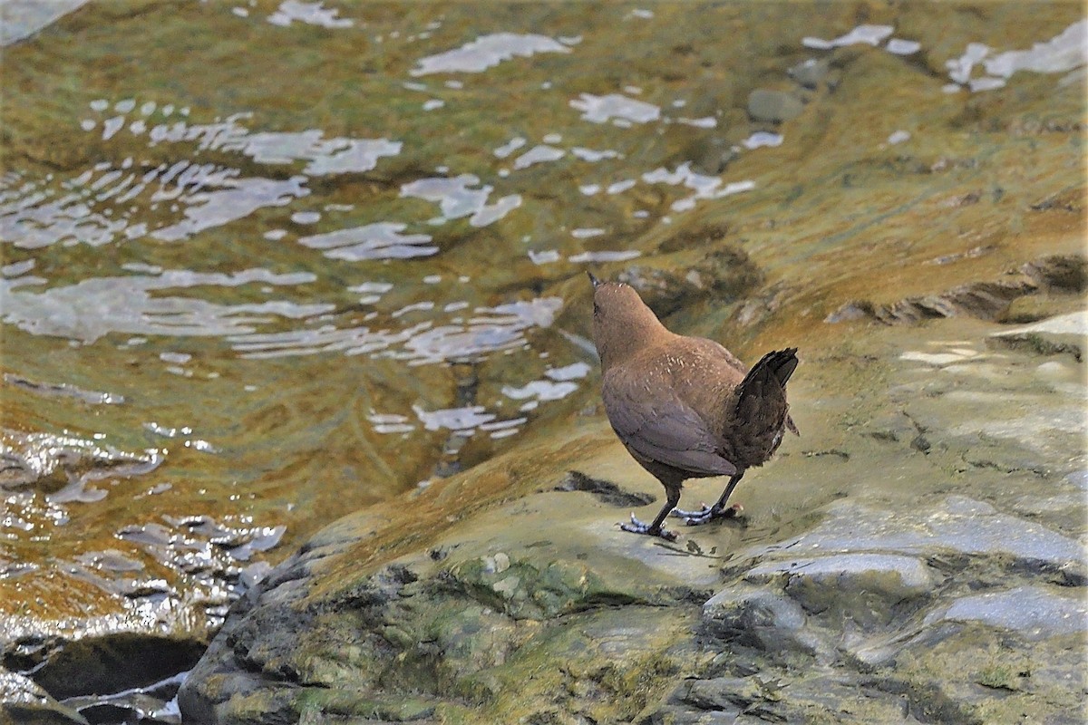 Brown Dipper - ML290639251