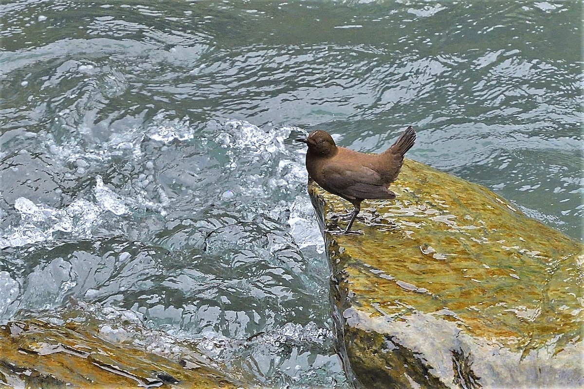 Brown Dipper - 純霖 施