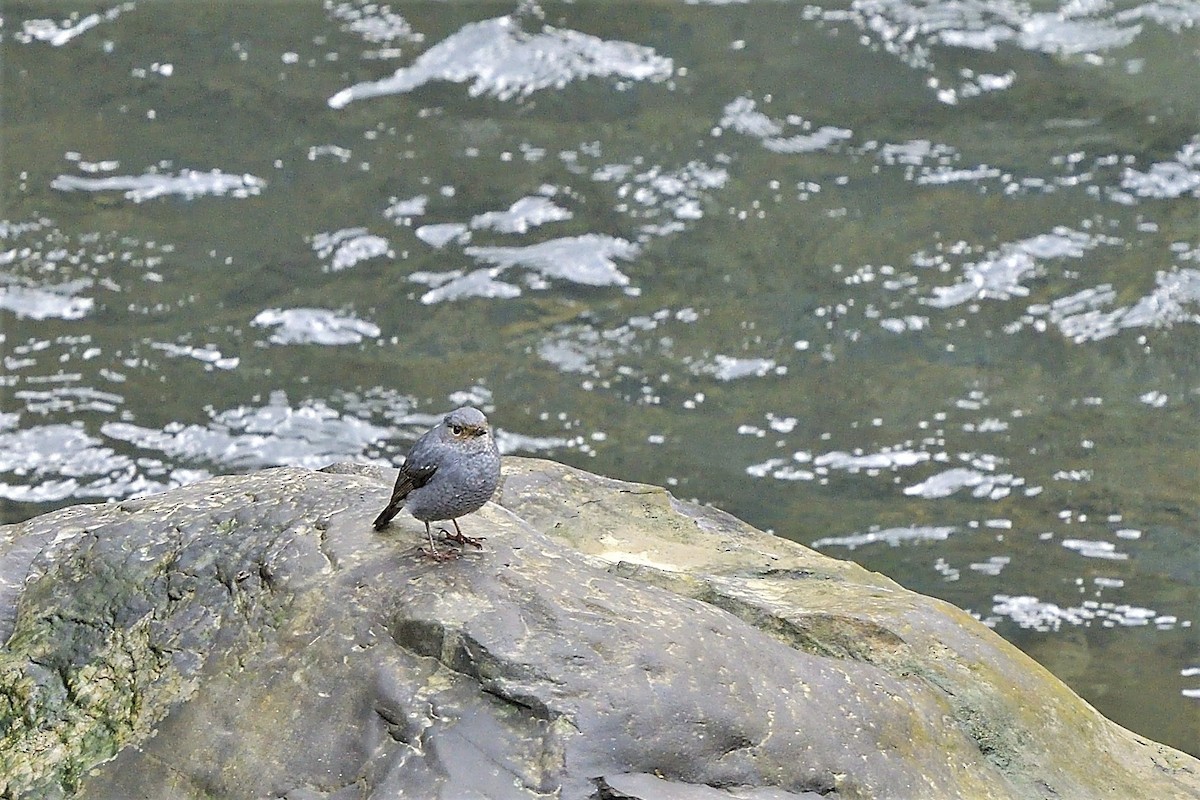 Plumbeous Redstart - ML290639341