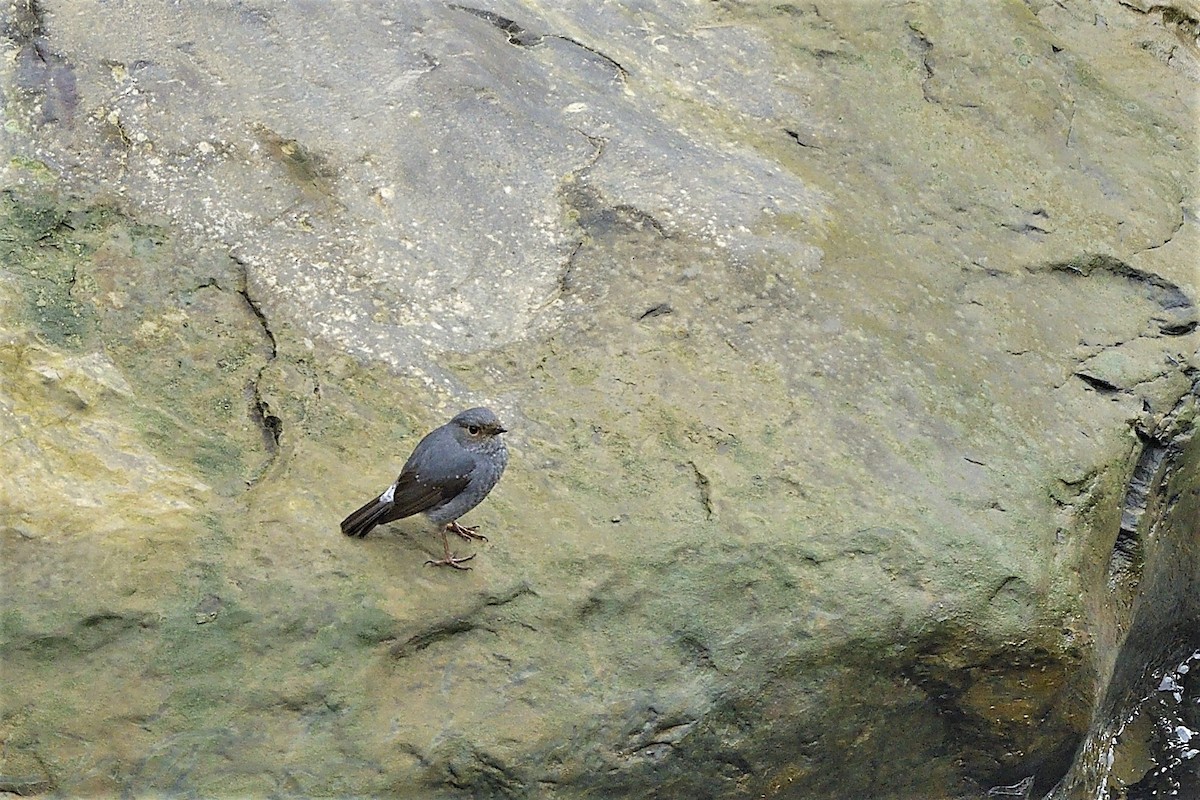 Plumbeous Redstart - ML290639351