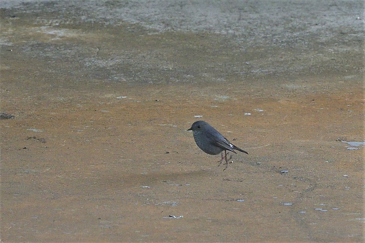 Plumbeous Redstart - ML290639401