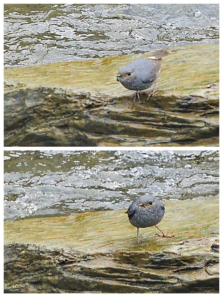 Plumbeous Redstart - 純霖 施