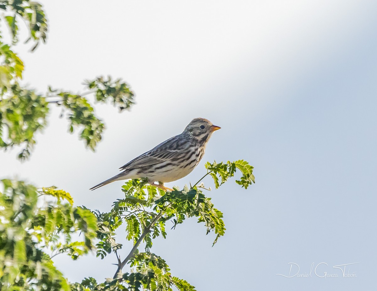 Savannah Sparrow - ML290640121