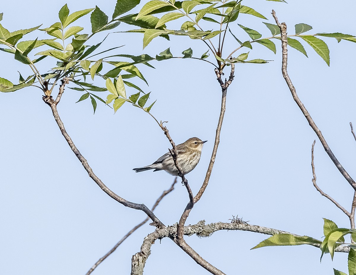 Yellow-rumped Warbler (Myrtle) - ML290640311