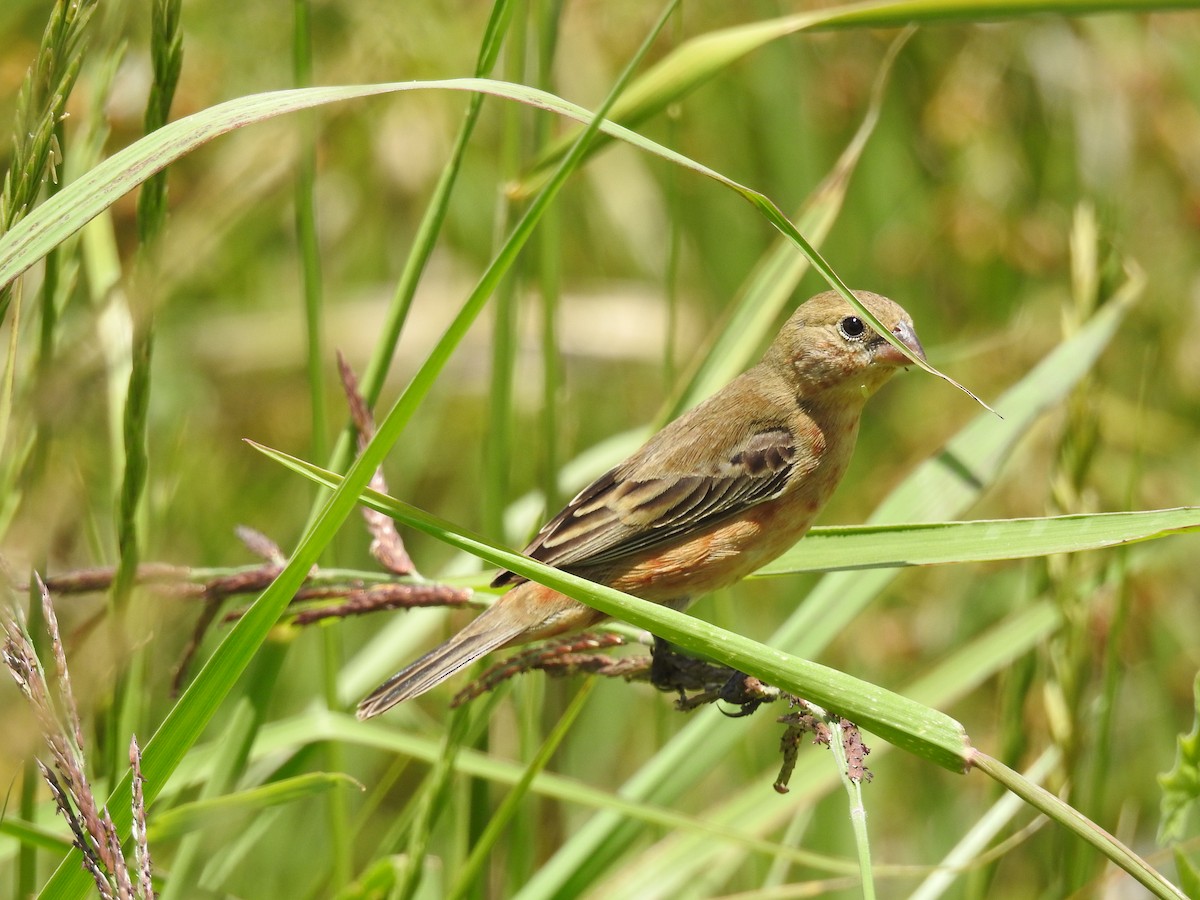 Tawny-bellied Seedeater - dario wendeler