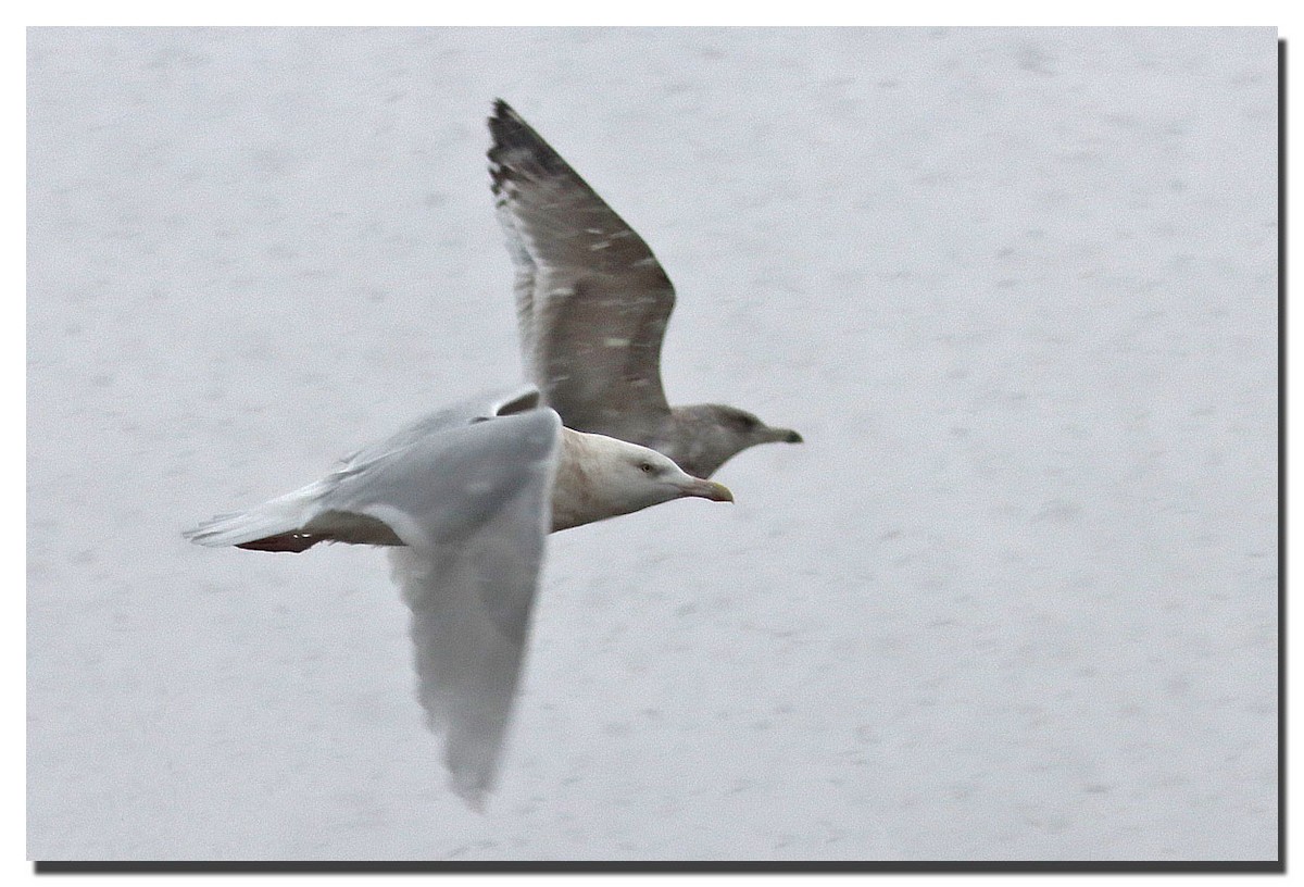 Glaucous Gull - ML290642231