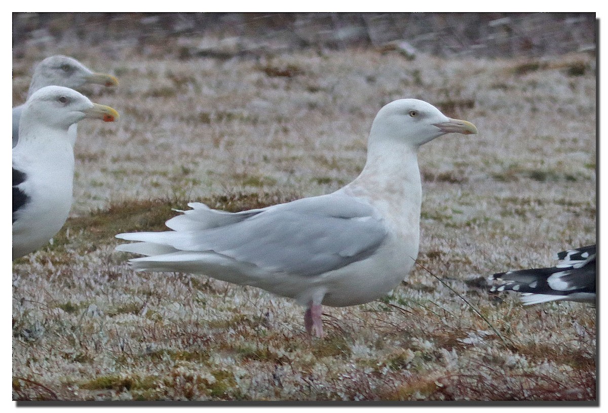 Glaucous Gull - ML290642241