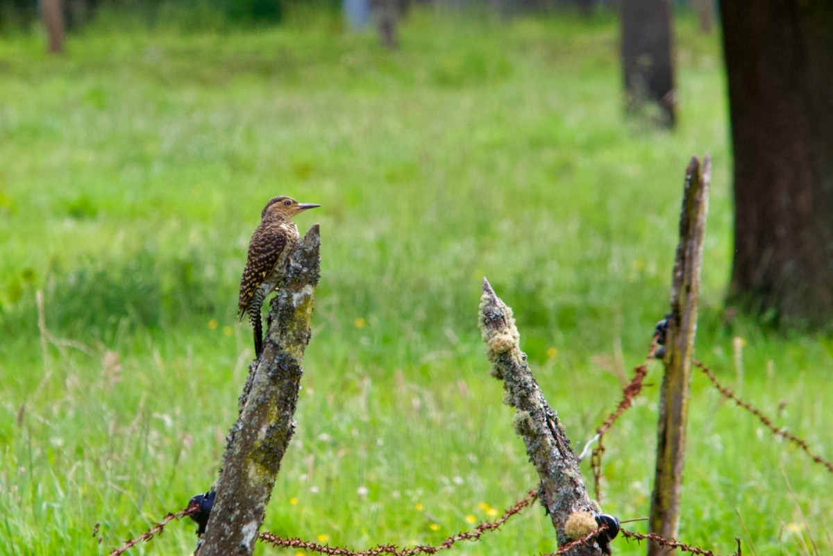 Chilean Flicker - ML290642471