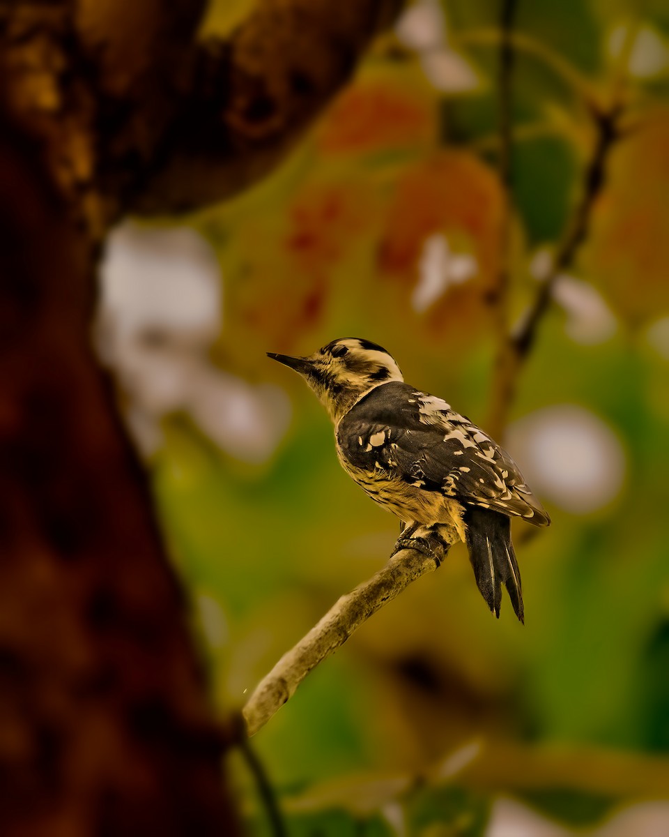 Gray-capped Pygmy Woodpecker - ML290642901