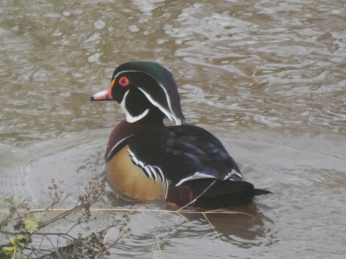 kachnička karolínská - ML290643421