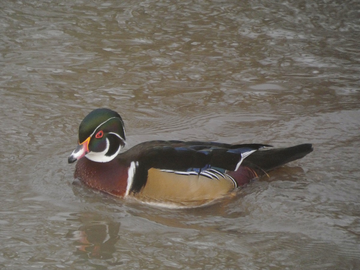 Wood Duck - ML290643431