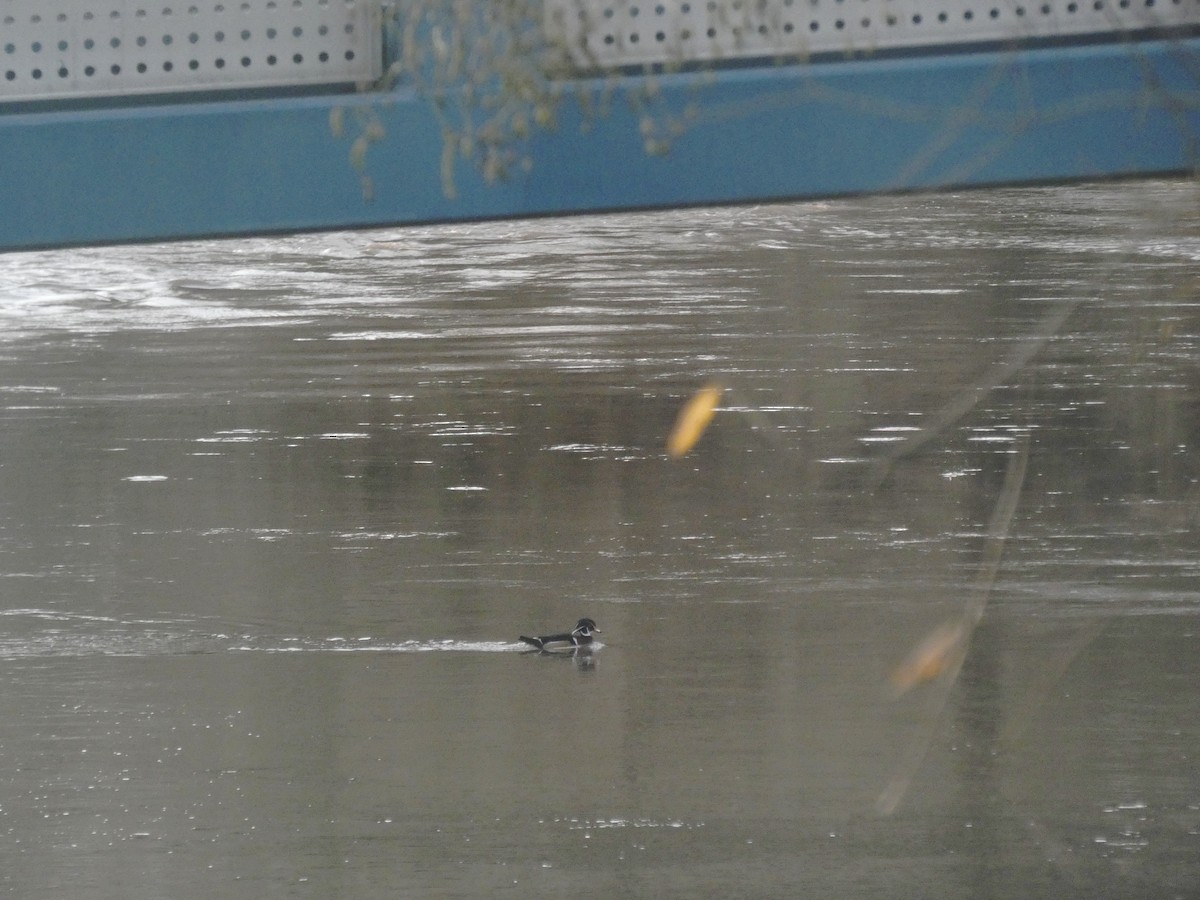 kachnička karolínská - ML290643701