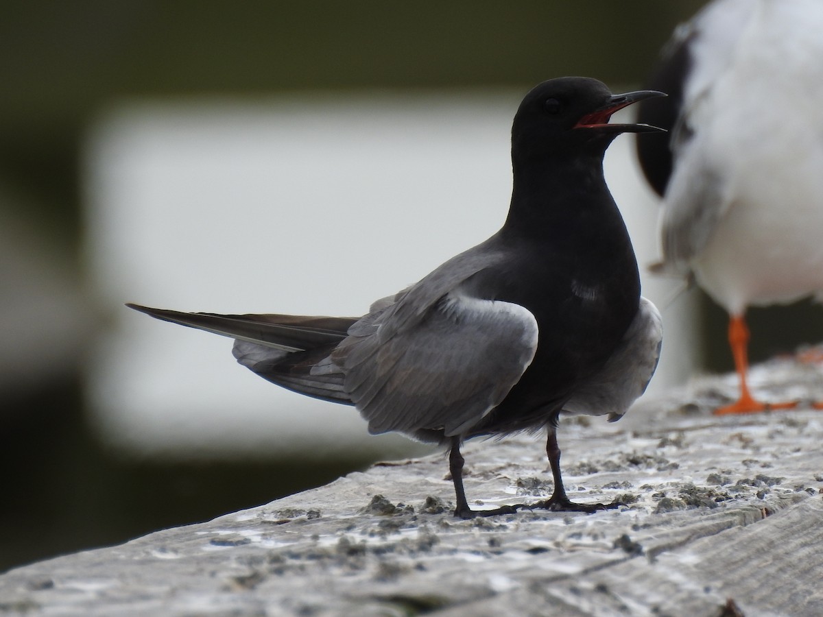 Black Tern - ML29064541