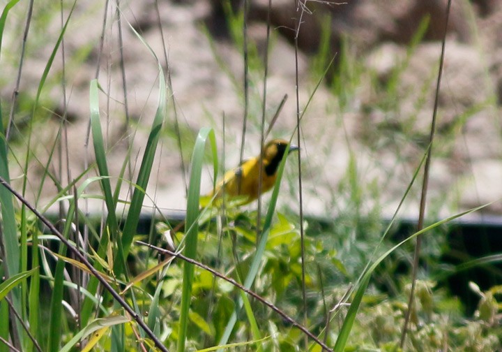 Orchard Oriole - Kris Petersen