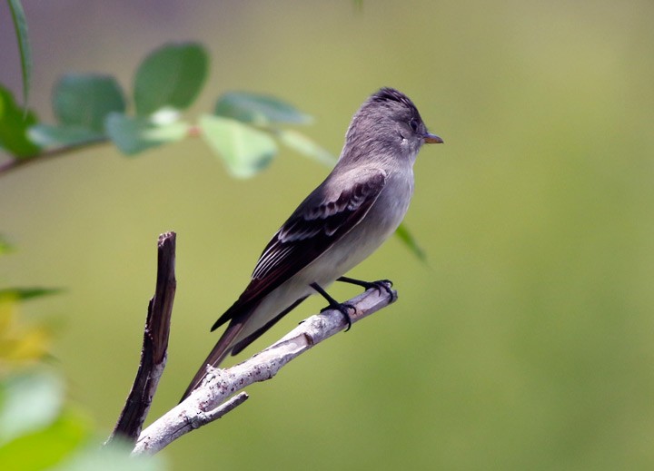 Eastern Wood-Pewee - Kris Petersen