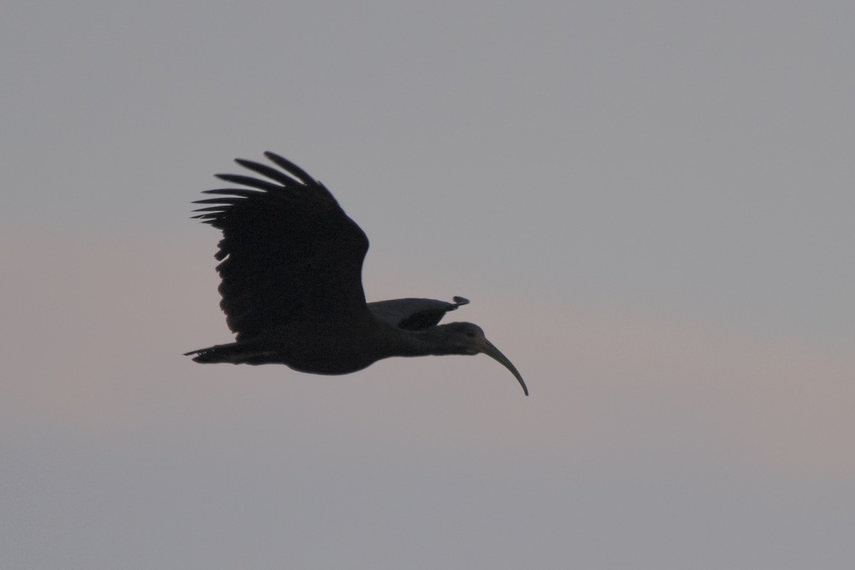 Green Ibis - Luiz Carlos Ramassotti