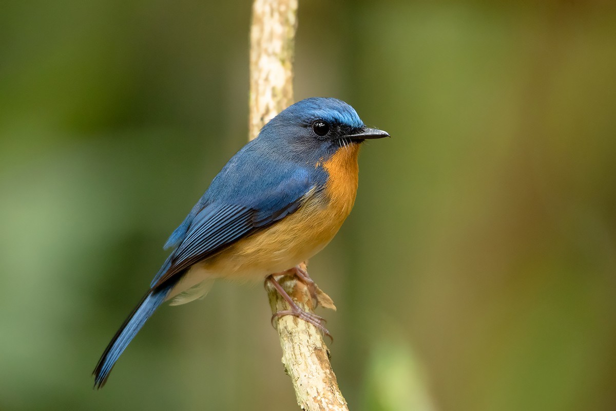 Hill Blue Flycatcher - Ayuwat Jearwattanakanok