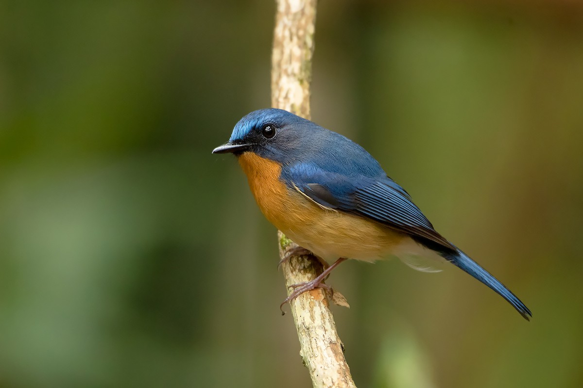 Hill Blue Flycatcher - ML290648651