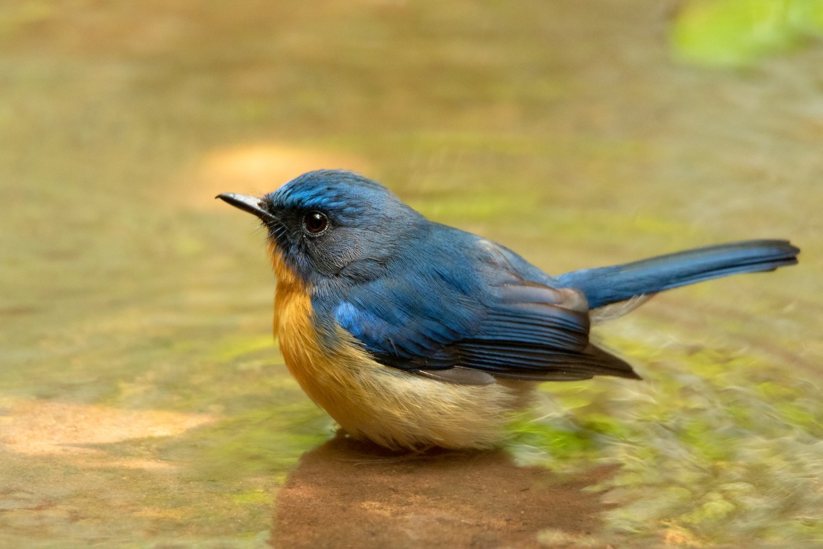 Hill Blue Flycatcher - ML290648681